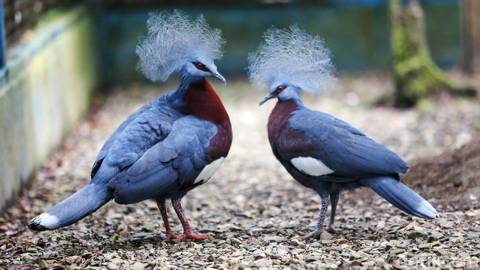 burung mambruk papua