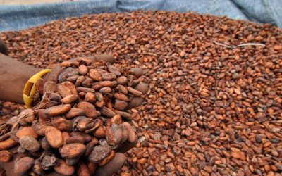 Cocoa Production in Papua New Guinea, Facts and Challenges