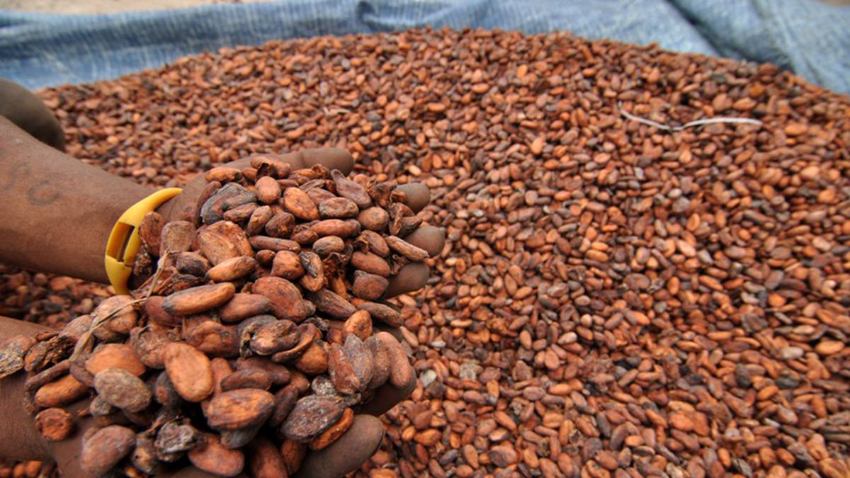 020694300_1416043035-Harga_Biji_Kakao_Anjlok__1_ cocoa production in papua new guinea