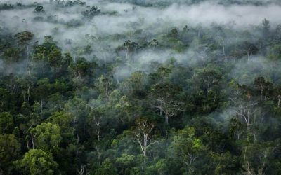 Hutan Hujan Tropis di Papua, Benteng Terakhir Keanekaragaman Hayati
