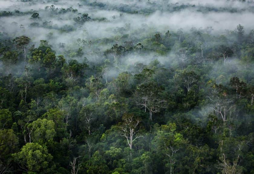 hutan hujan tropis di papua