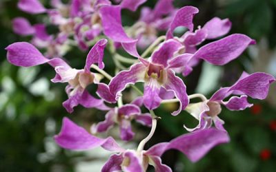Mengenal Jenis Anggrek Papua, Kekayaan Flora dari Timur Indonesia