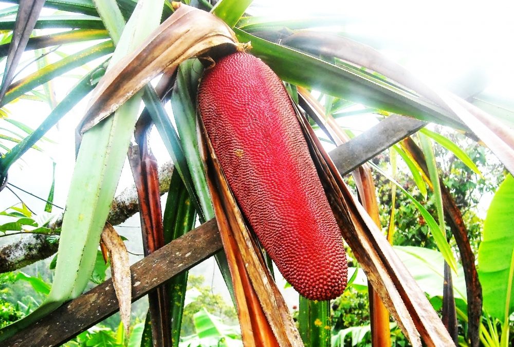 Tanaman Khas Papua Barat, Ragam Herbal dan Buah Lokal