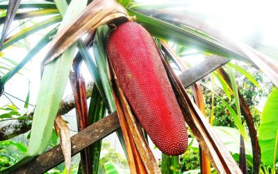 Tanaman Khas Papua Barat, Ragam Herbal dan Buah Lokal
