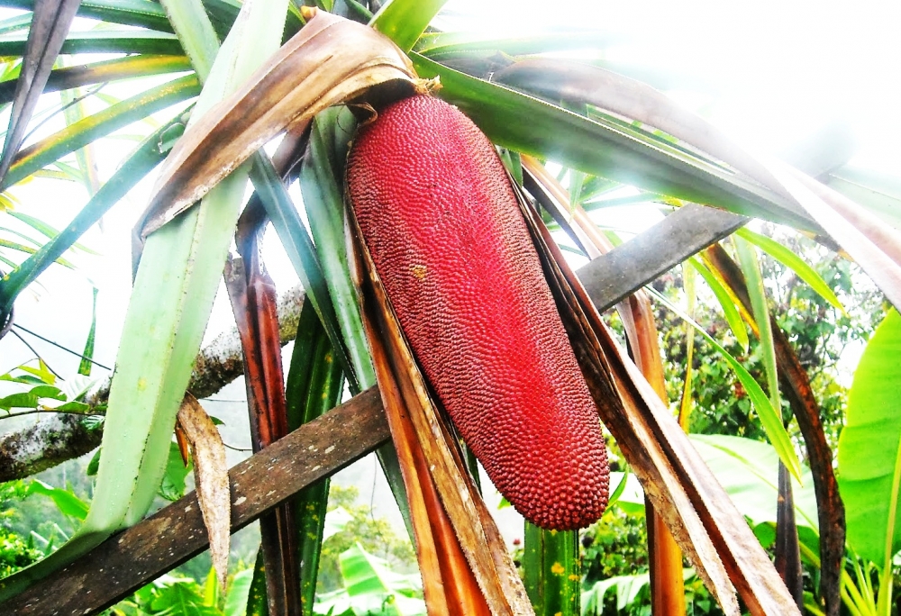 Buah-merah tanaman khas papua barat