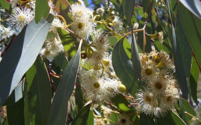 Eucalyptus Papua, Rainbow Trees, Native Species, and Uses