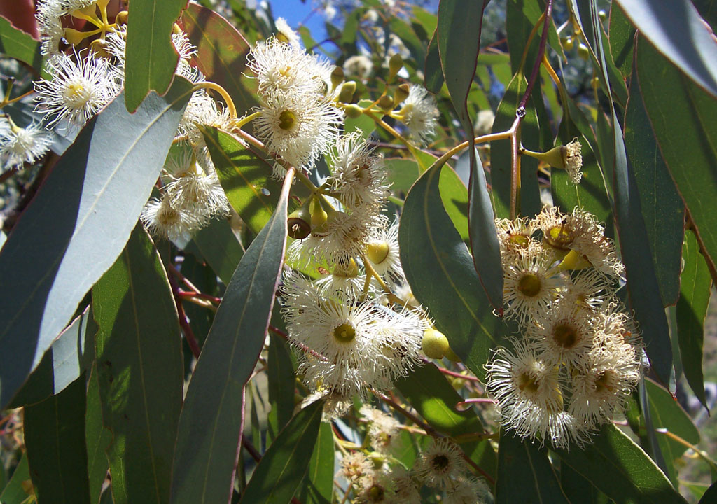 Eucalyptus_flowers2 eucalyptus papua