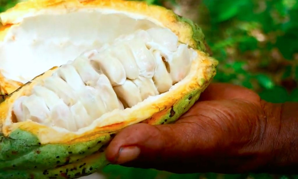 cocoa production in papua new guinea
