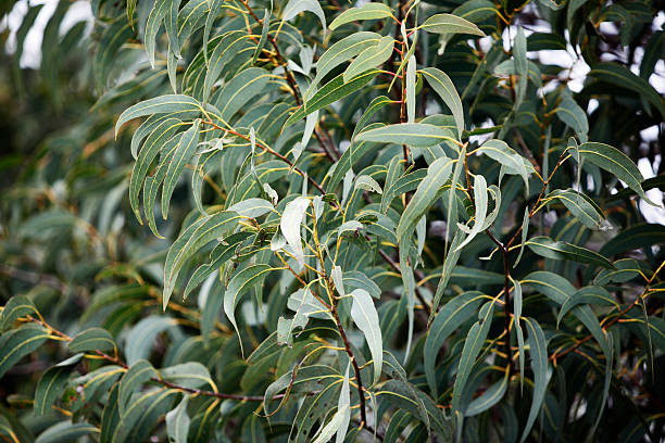 eucalyptus papua