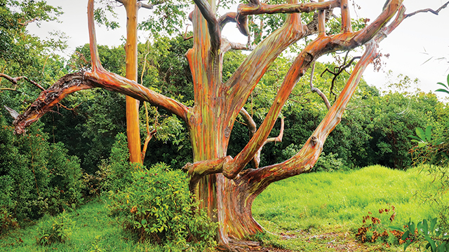 eucalyptus papua