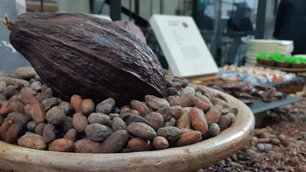 cocoa production in papua new guinea