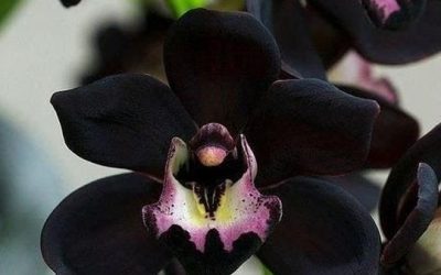 Tanaman Anggrek Hitam Papua: Ciri dan Cara Merawatnya