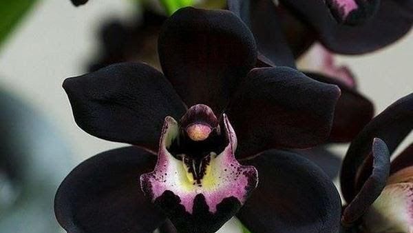 anggrek hitam