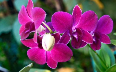 Orchids of Papua New Guinea, Native Species and Habitats