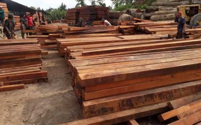 Mengenal Kayu dari Papua yang Bernilai Tinggi dan Tahan Lama