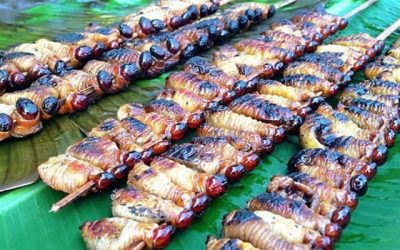 Ulat Sagu Makanan Khas Papua yang Unik dan Kaya Nutrisi