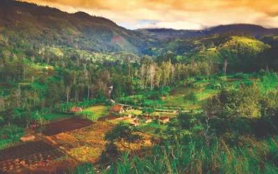 Mount Hagen Papua New Guinea, Complete Highlands Guide