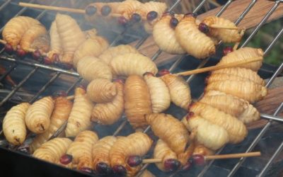 Asmat Papua Makanan Tradisional, Bahan dan Cara Mengolahnya