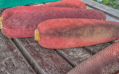 Buah Merah Wamena: Mengenal Kuansu Khas Papua Pegunungan