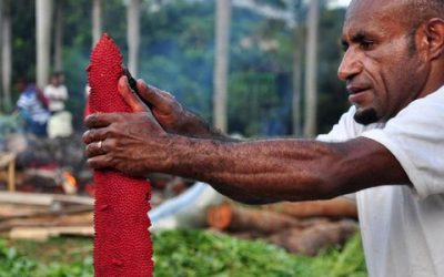 Air Rebusan Buah Merah Papua, Bolehkah Langsung Diminum?