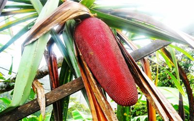 Manisan Buah Merah Papua: Rasa, Bahan, dan Cara Membuat