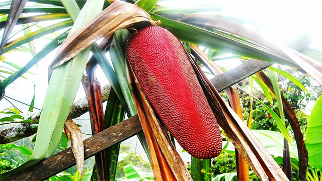 Flora-Buah-Merah-Buah-Asal-Papua-yang-Jadi-Perhatian-Dunia_02 manisan buah merah