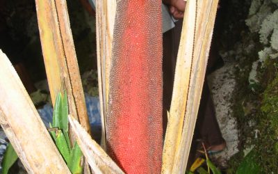 Kayu Buah Merah: Benarkah Berasal dari Tanaman Papua?
