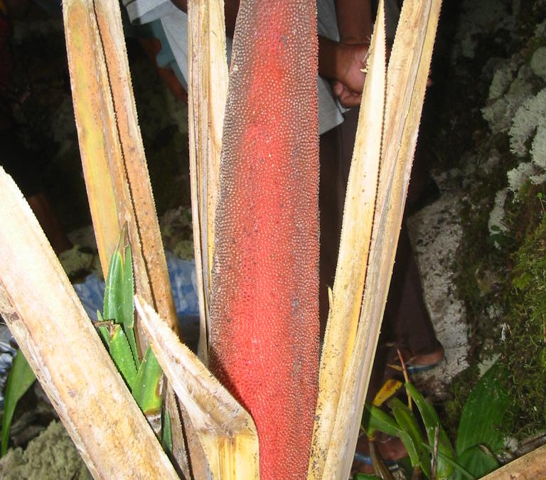 Kayu Buah Merah: Benarkah Berasal dari Tanaman Papua?