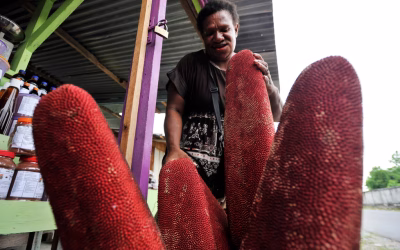 Cara Mengolah Buah Merah dengan Benar dan Mudah Dipahami