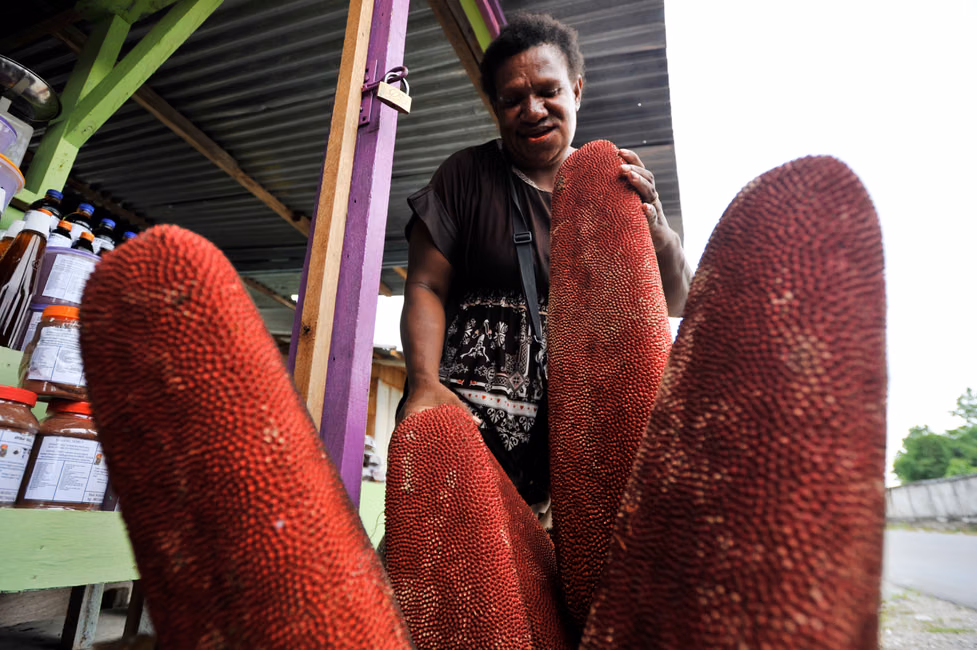 d6a464e93c303eb7e9507e24804aac96 cara mengolah buah merah