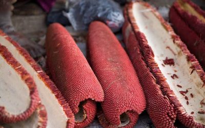 Minyak Buah Merah Papua: Kandungan, Manfaat, dan Cara Memilihnya