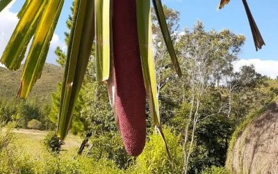 Cara Membuat Minyak Buah Merah dan Tahapan Pengolahannya