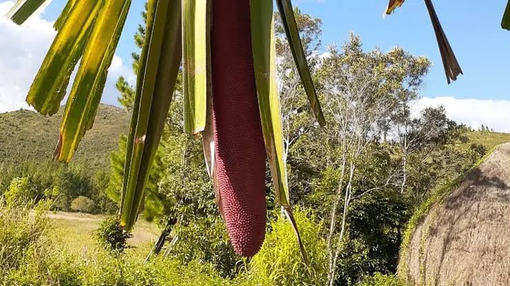 images (20) cara membuat minyak buah merah