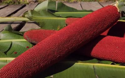 Red Fruit Oil Papua: Guide to Traditional Buah Merah Oil
