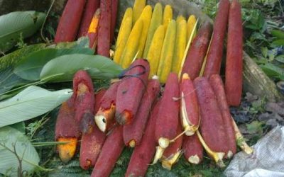 Papua New Guinea Native Fruits: A Guide to Local Species