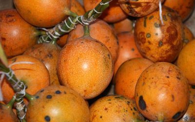 Sugar Fruit Papua New Guinea: Taste, Origin and Uses