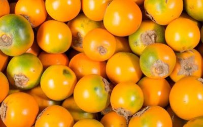 Lulo Fruit Papua New Guinea: Is This Fruit Native to PNG?