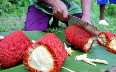 Cara Pakai Getah Buah Merah Papua dan Hal yang Perlu Dicek