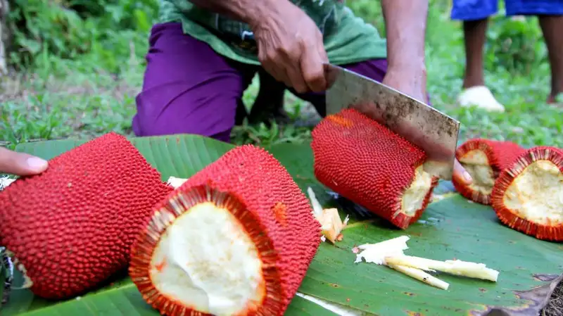 manfaat_buah_merah_papua.width-800.format-webp cara pakai getah buah merah papua