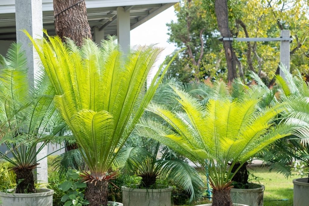 papua new guinea plants