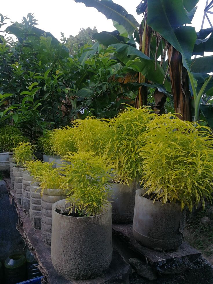 golden papua plant scientific name
