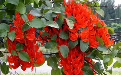 Papua New Guinea Plants: Rare Species & Natural Diversity