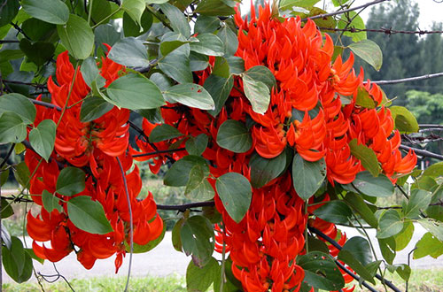 Flora_Anggrek_Flame_of_Papua_Membara_di_Hutan_Papua papua new guinea plants
