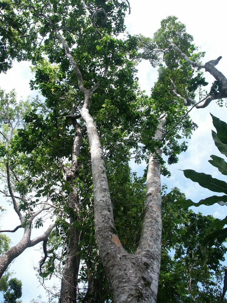 papua new guinea plants Merbau Tree