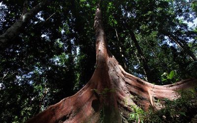 Pohon Merbau Papua: Kekayaan Hutan yang Perlu Dijaga