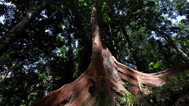 pohon merbau papua