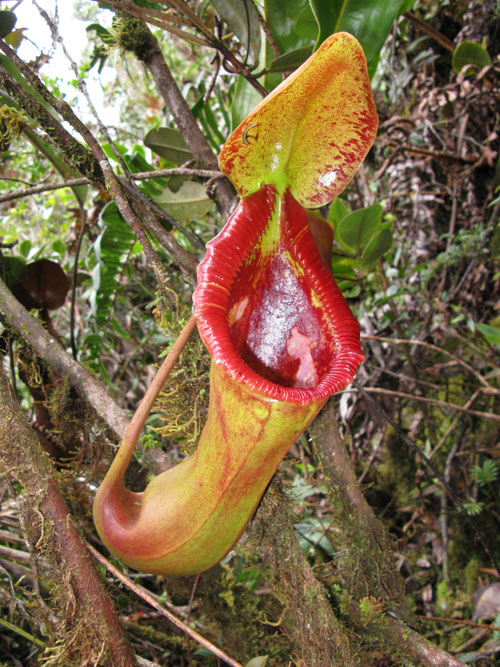 Nepenthes: Tropical Pitcher Plants