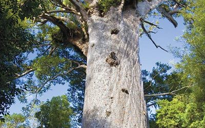 Endangered Plants in Papua New Guinea: Conservation Guide
