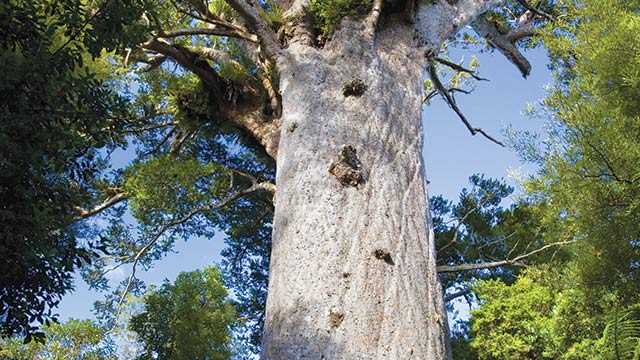 kauri tree papua new guinea plants