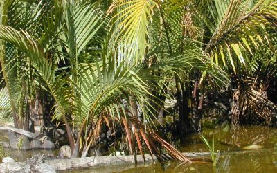 Mengenal Pohon Bobo Papua dan Keunikannya di Alam Papua